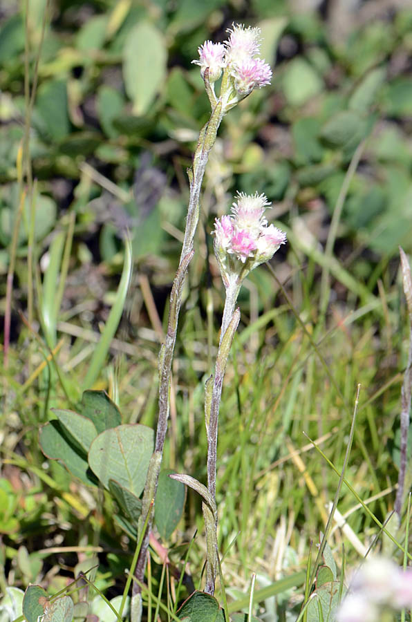 Antennaria dioica